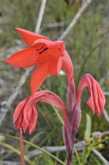 Watsonia spectabilis