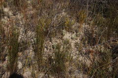 Leucadendron loranthifolium