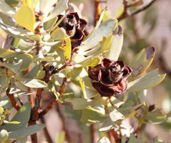 Leucadendron loranthifolium