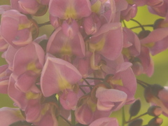 Millettia