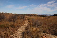 Leucadendron loranthifolium