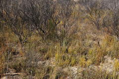 Leucadendron loranthifolium