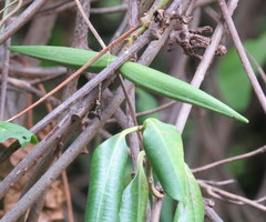 Cryptolepis buchananii