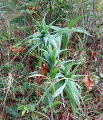 Gloriosa superba