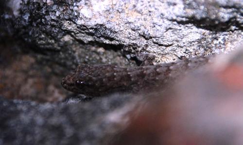 Cedarberg Dwarf Leaf-toed Gecko, Goggia hexapora