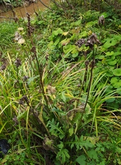Cirsium oleraceum