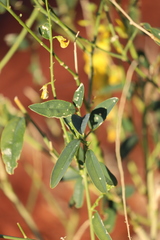 Crotalaria eremaea