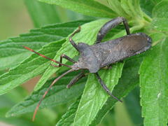 Elasmopoda valga