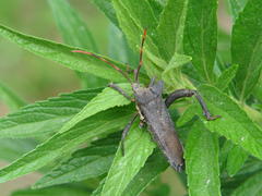 Elasmopoda valga