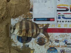 Diplodus hottentotus