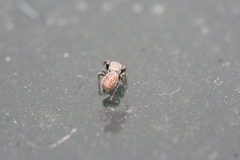 Sibianor aurocinctus