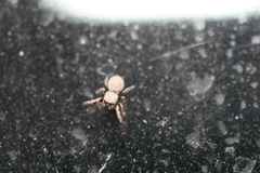 Sibianor aurocinctus