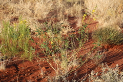Crotalaria eremaea