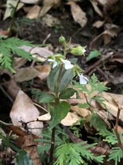 Odontochilus brevistylis