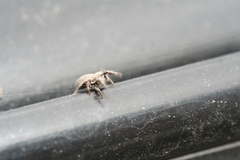 Sibianor aurocinctus