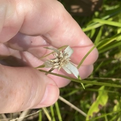 Rhynchospora latifolia
