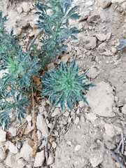 Reseda muricata