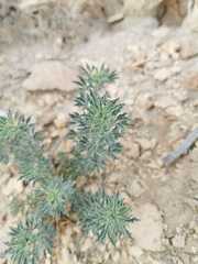 Reseda muricata