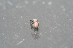 Sibianor aurocinctus