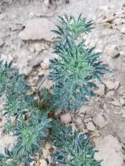 Reseda muricata
