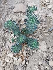 Reseda muricata
