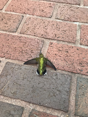 Archilochus colubris