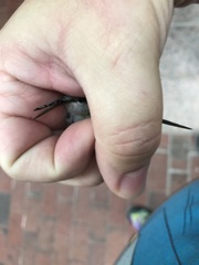 Archilochus colubris