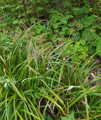 Scirpus sylvaticus