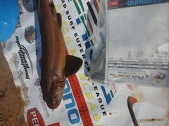 Haploblepharus fuscus