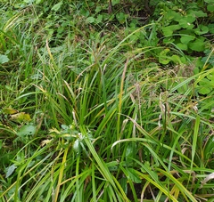 Scirpus sylvaticus