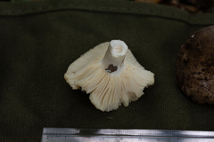 Russula pectinatoides