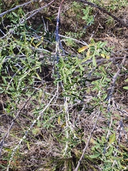 Chamaecytisus ruthenicus