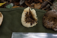 Russula pectinatoides