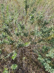 Chamaecytisus ruthenicus