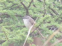 Prinia subflava affinis