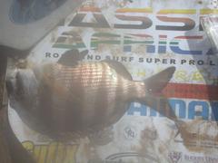Diplodus hottentotus