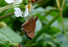 Caltoris cahira austeni