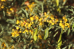 Senna artemisioides coriacea