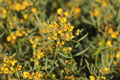 Senna artemisioides coriacea