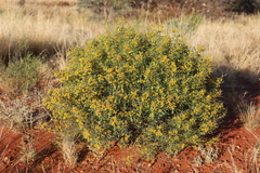 Senna artemisioides coriacea