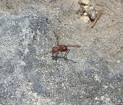 Tritoxa cuneata