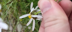 Tripleurospermum hookeri