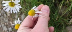 Tripleurospermum hookeri