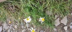 Tripleurospermum hookeri