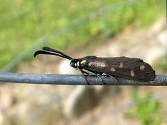 Zygaenoidea