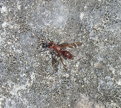 Tritoxa cuneata