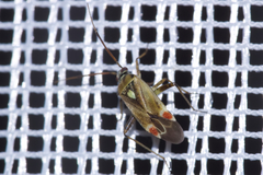 Polymerus vulneratus