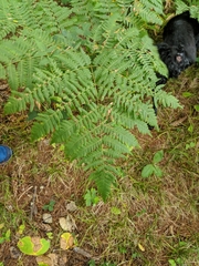 Pteridium pinetorum