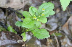Dichrocephala integrifolia