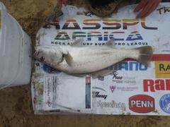Argyrosomus